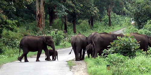 Bandipur national park tour from Mumbai