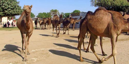Rajasthan camel breeding farm in Bikaner