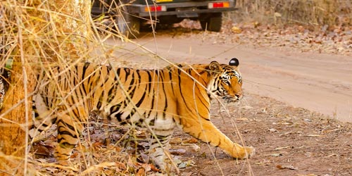 Tadoba Jungle Safari, Nagpur 