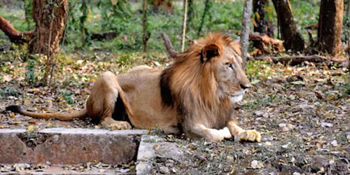 Nandankanan Zoological Park